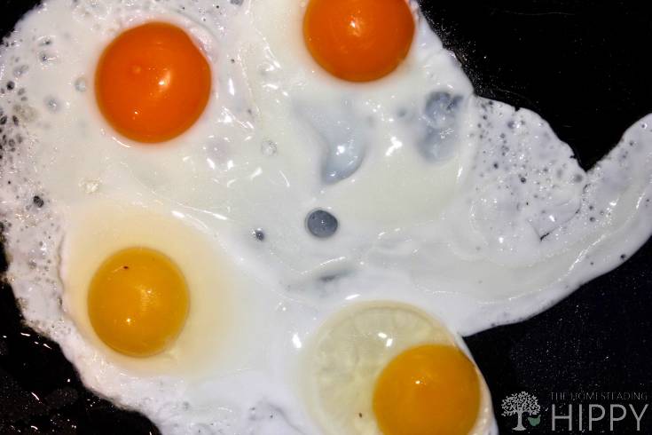 scrambled-farm-fresh-and supermarket eggs in pan