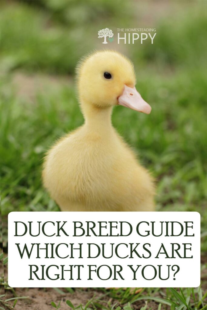 dug breed guide pin image