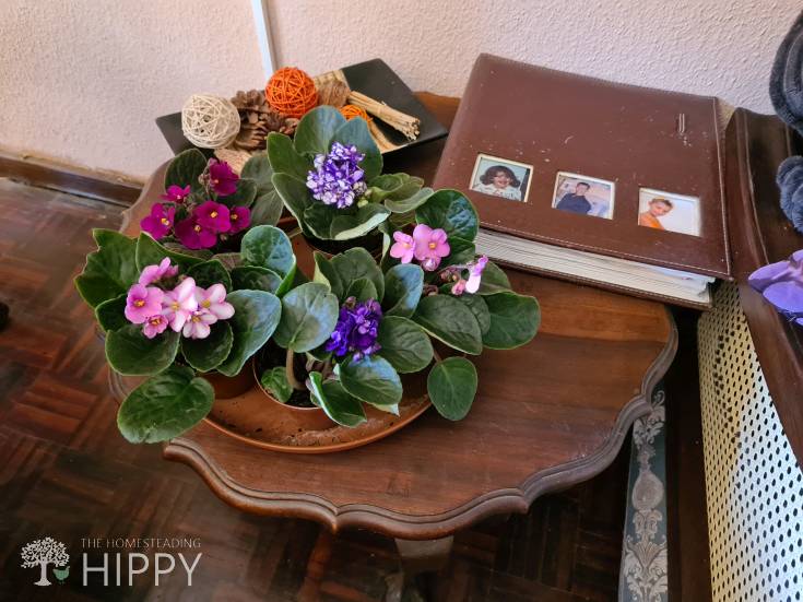 African violets on table