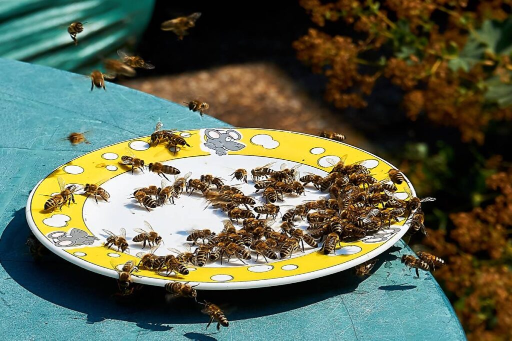 bees feeding