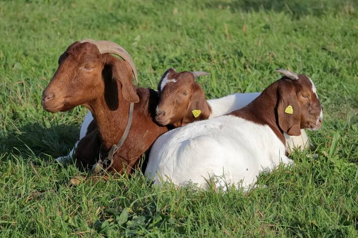 three Boer goats