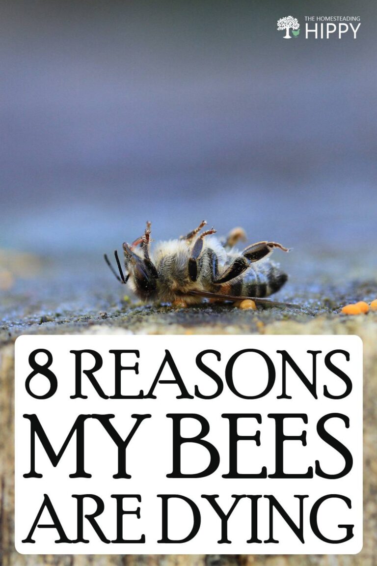 8 Reasons My Bees Are Dying – And What to Do About It