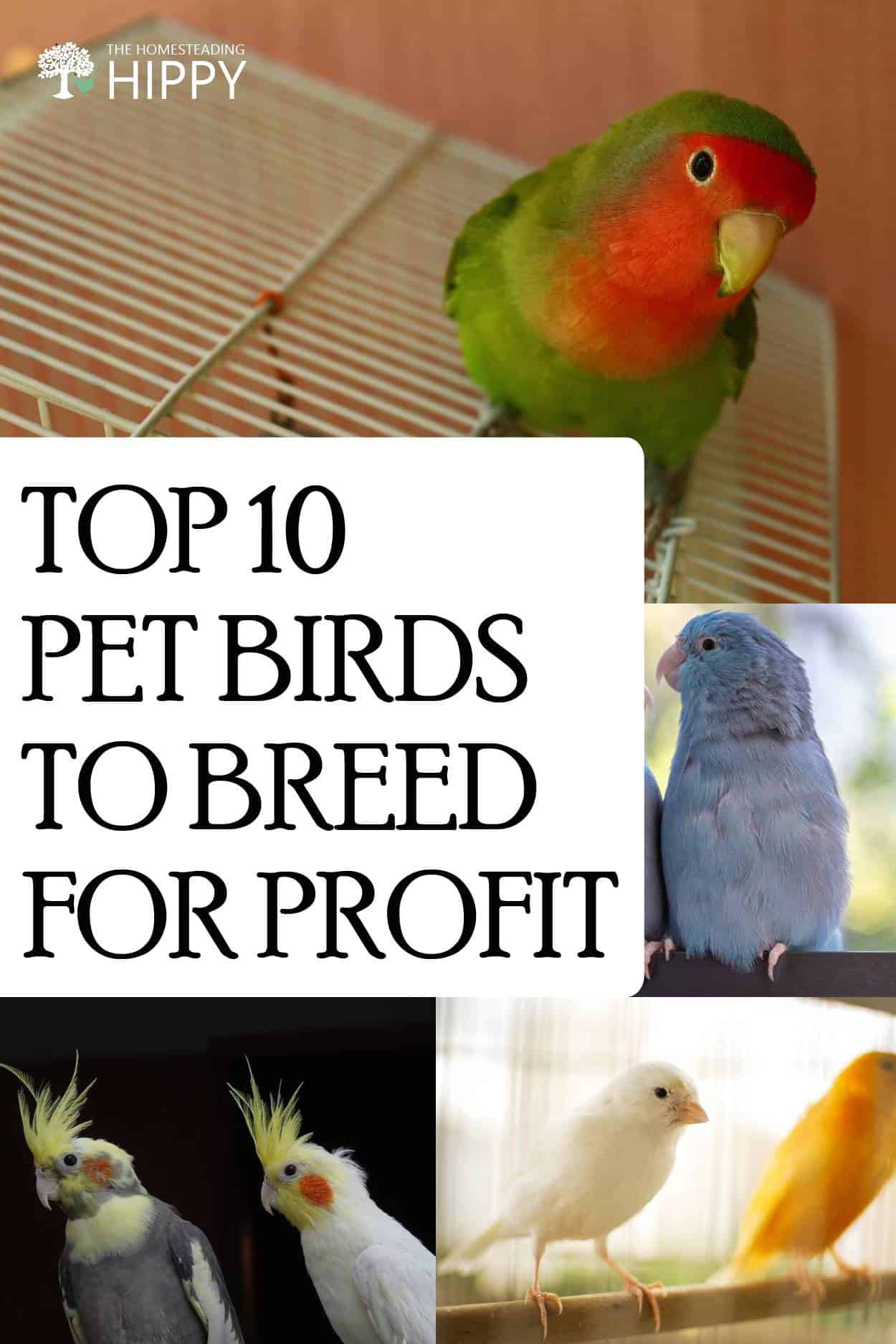 bird breeds for profit pin