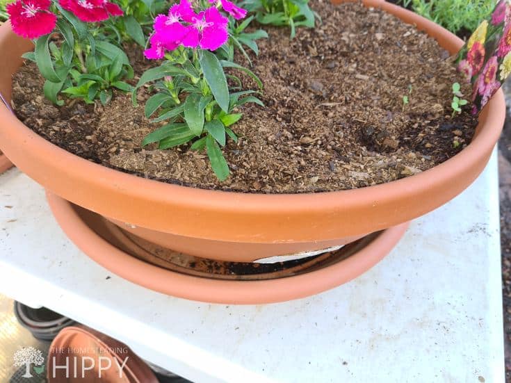 flowers in a pot with drainage plate