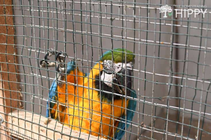 Macaw (ara ararauna)