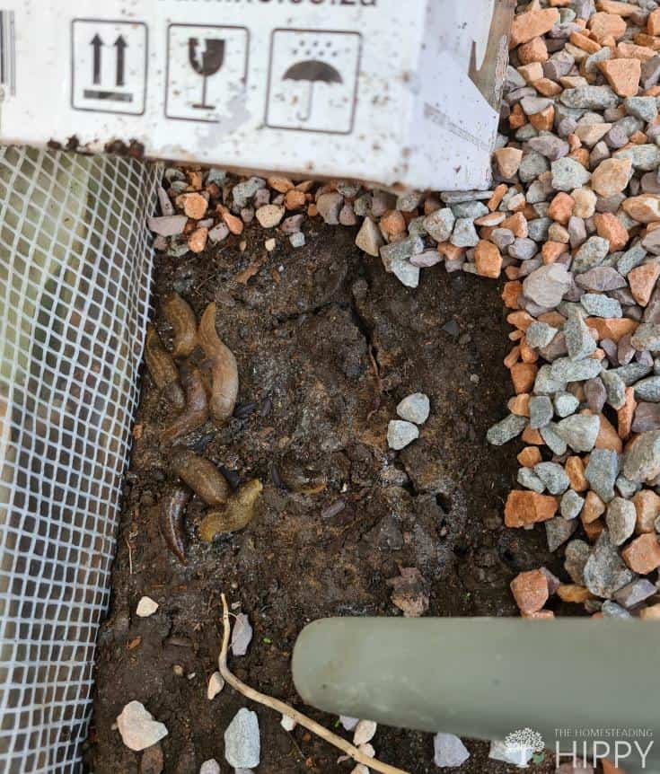 slugs under a box in a damp spot