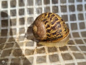 snail on plastic tarp in garden