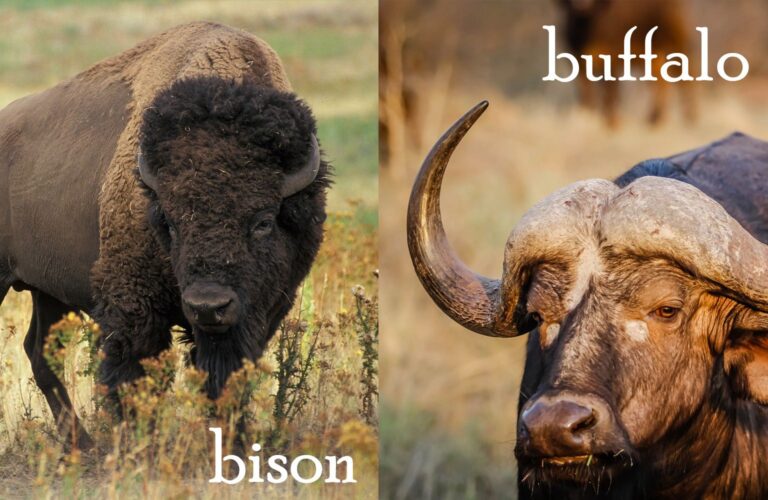 bison vs. buffalo