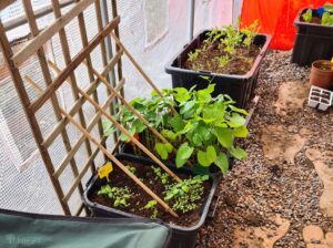 cucumber, bean, and tomato plants in containers inside greenhouse
