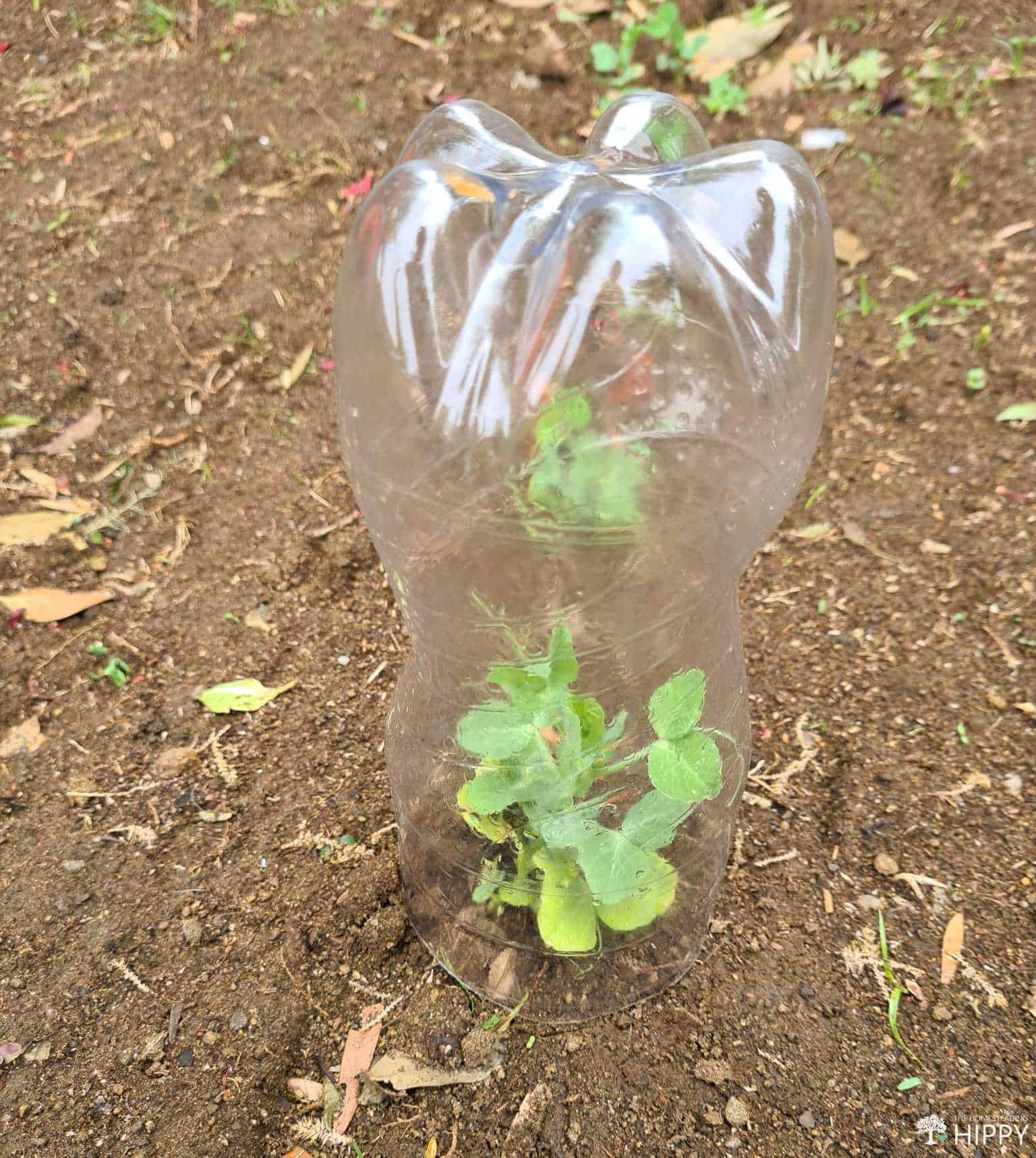cut off plastic bottle positioned over plant