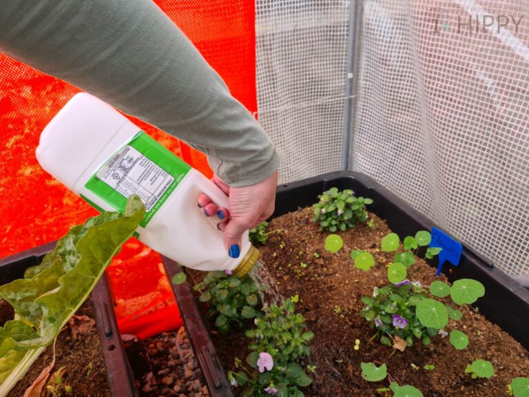 diy watering can from plastic jug used to water container plants