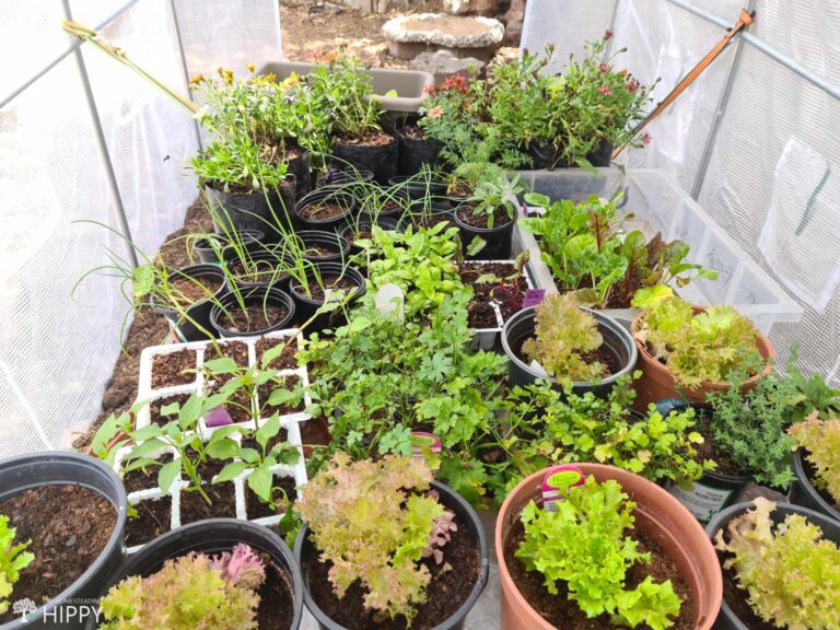 two dozen pots with plants inside greenhouse