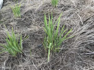 garlic in ground