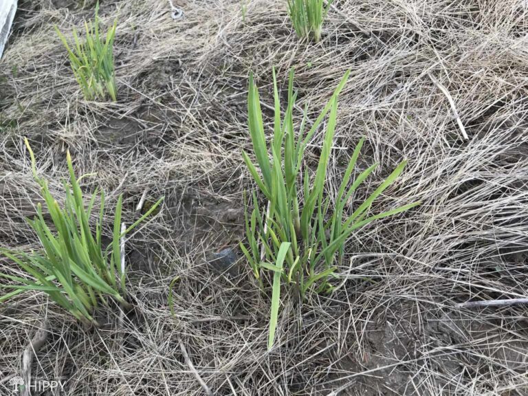 garlic In ground