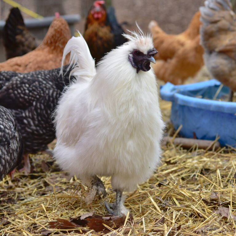 Silkie rooster protecting his hens