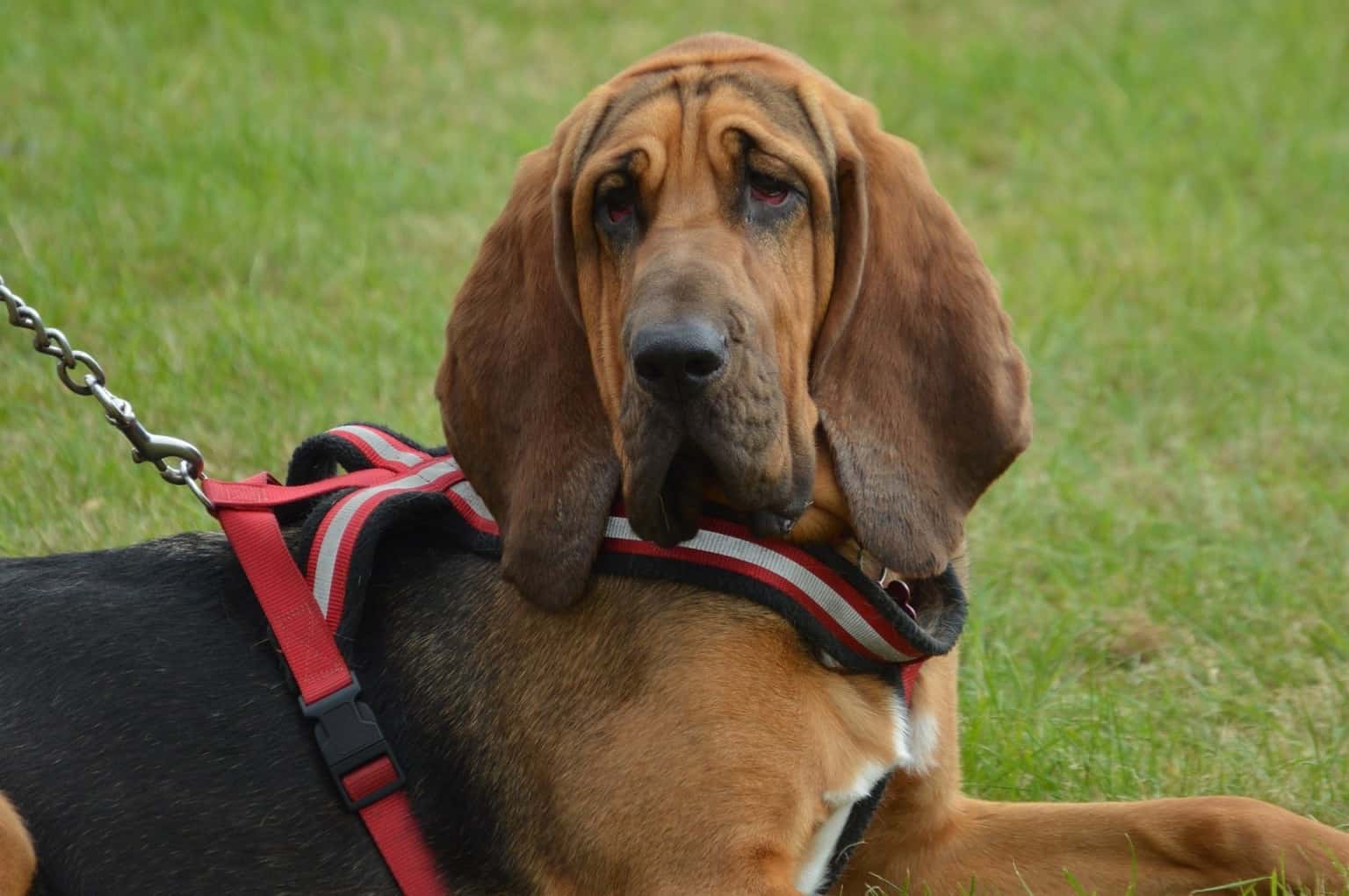 Homestead Dogs 24 Best Homestead Dogs
