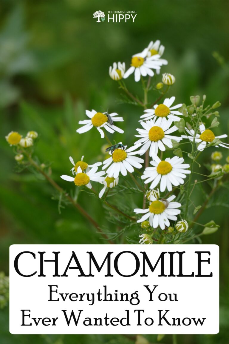 chamomile pin image