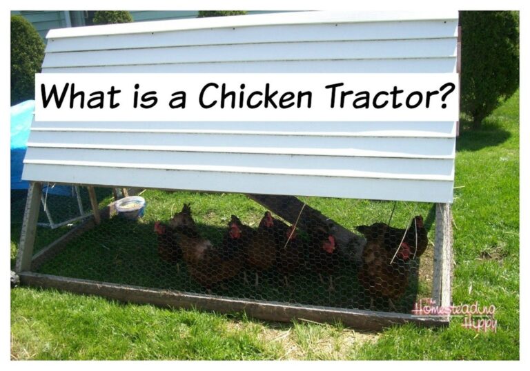 chickens in the shade inside a chicken tractor