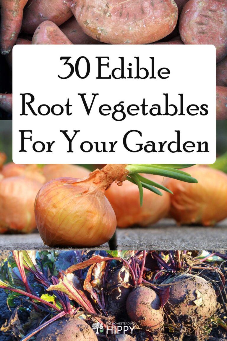 edible roots pin