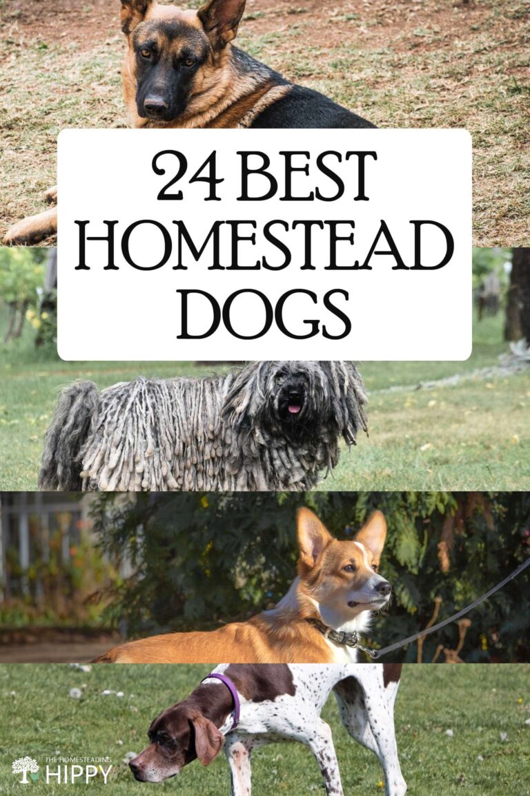 homestead dogs pin