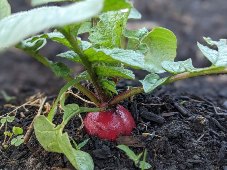 radish growing in the ground