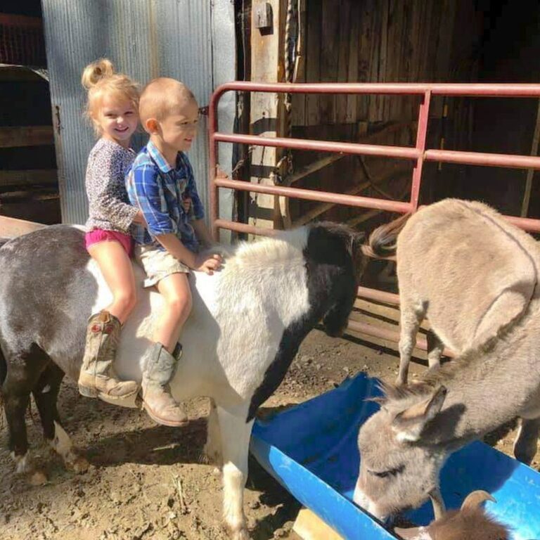 young children riding a mini donkey