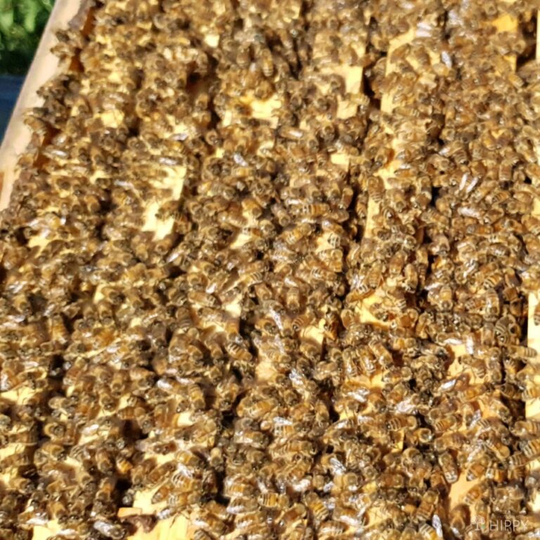 a healthy bee colony busy working
