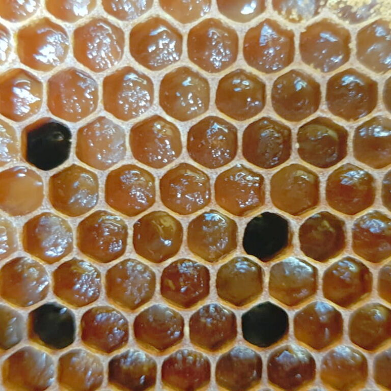 a healthy bee frame full of eggs and larva