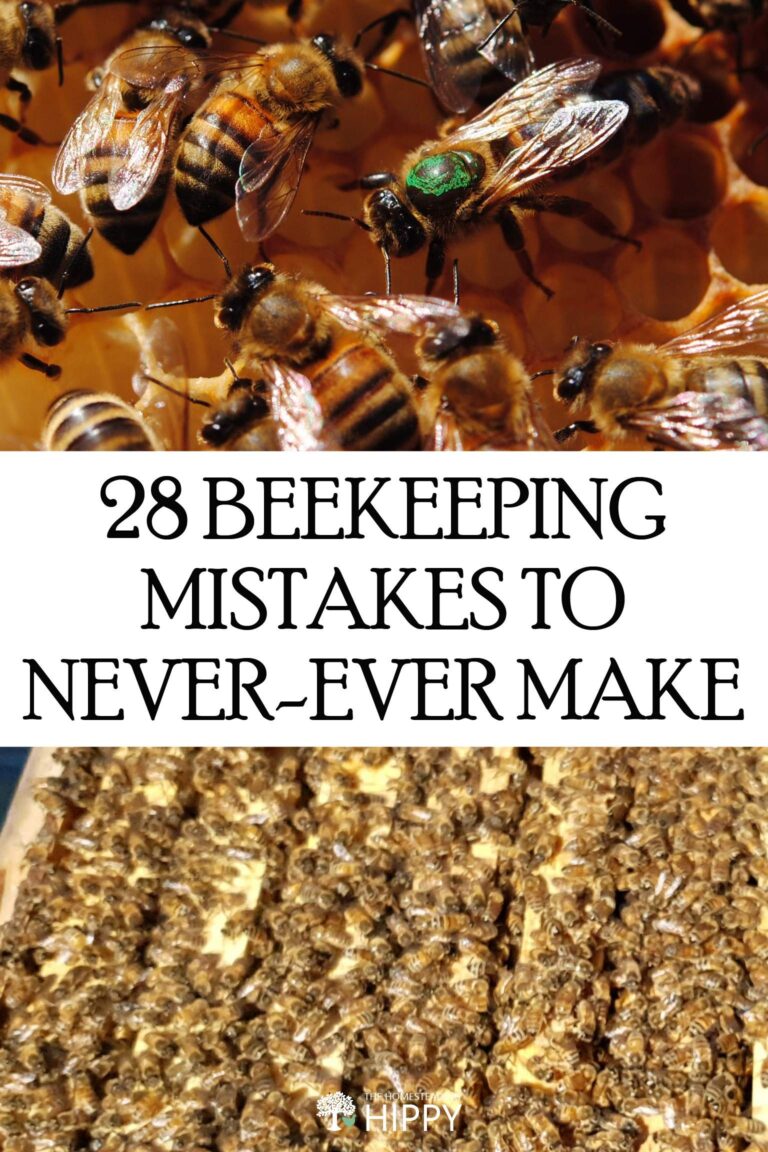 beekeeping mistakes pin