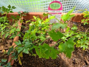 Italian parsley growing in container