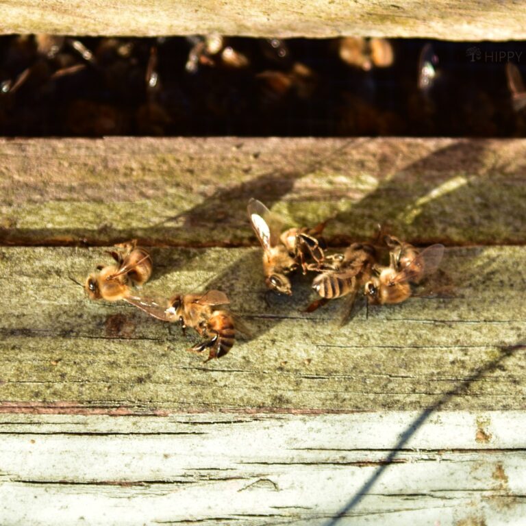 a few dead honey bees