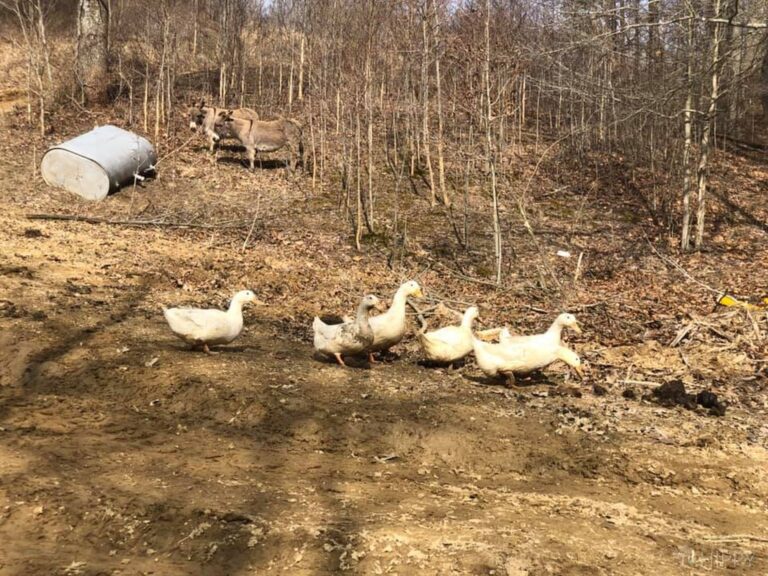 ducks on the winter homestead