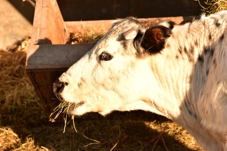 miniature white park dairy cow eating hay