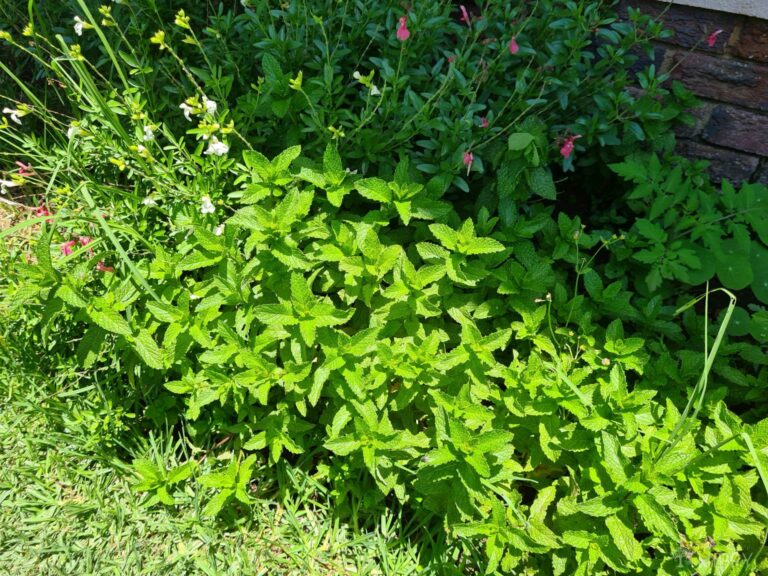 patches of mint in garden