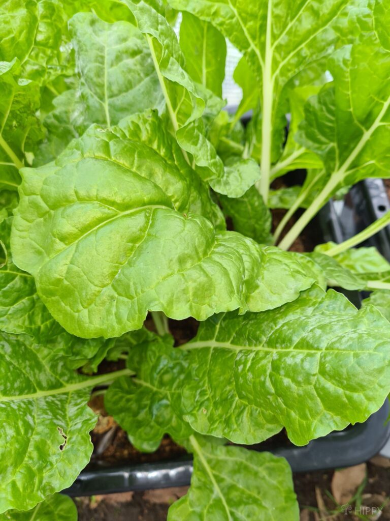 spinach plant in container inside greenhouse