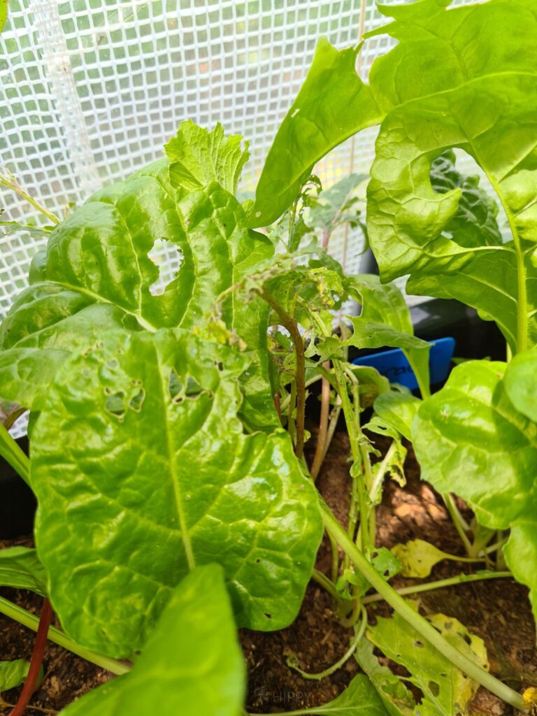 spinach plants eaten by insects