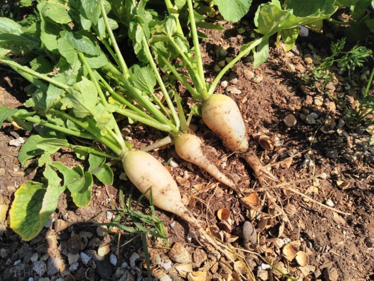 white icicle radishes dug from the ground