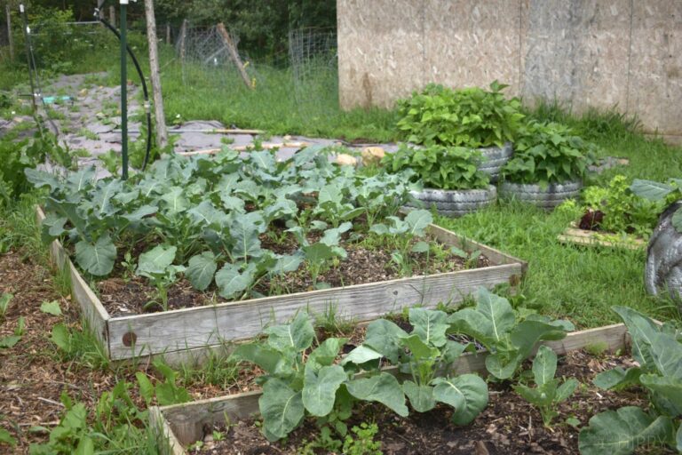 broccoli and cauliflower plants in raised bed and green beans in tire planters