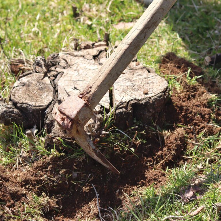 digging out a tree stump using a hoe