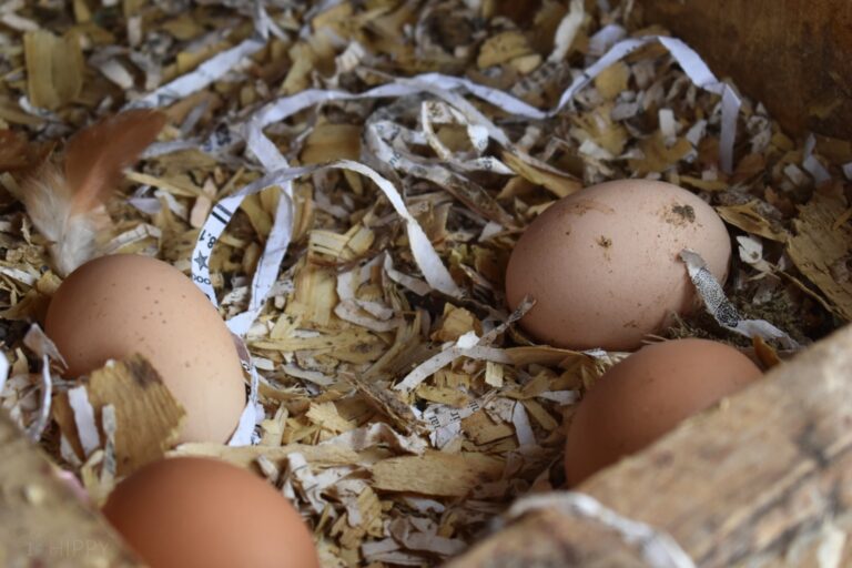 fresh dirty eggs in chicken nesting box