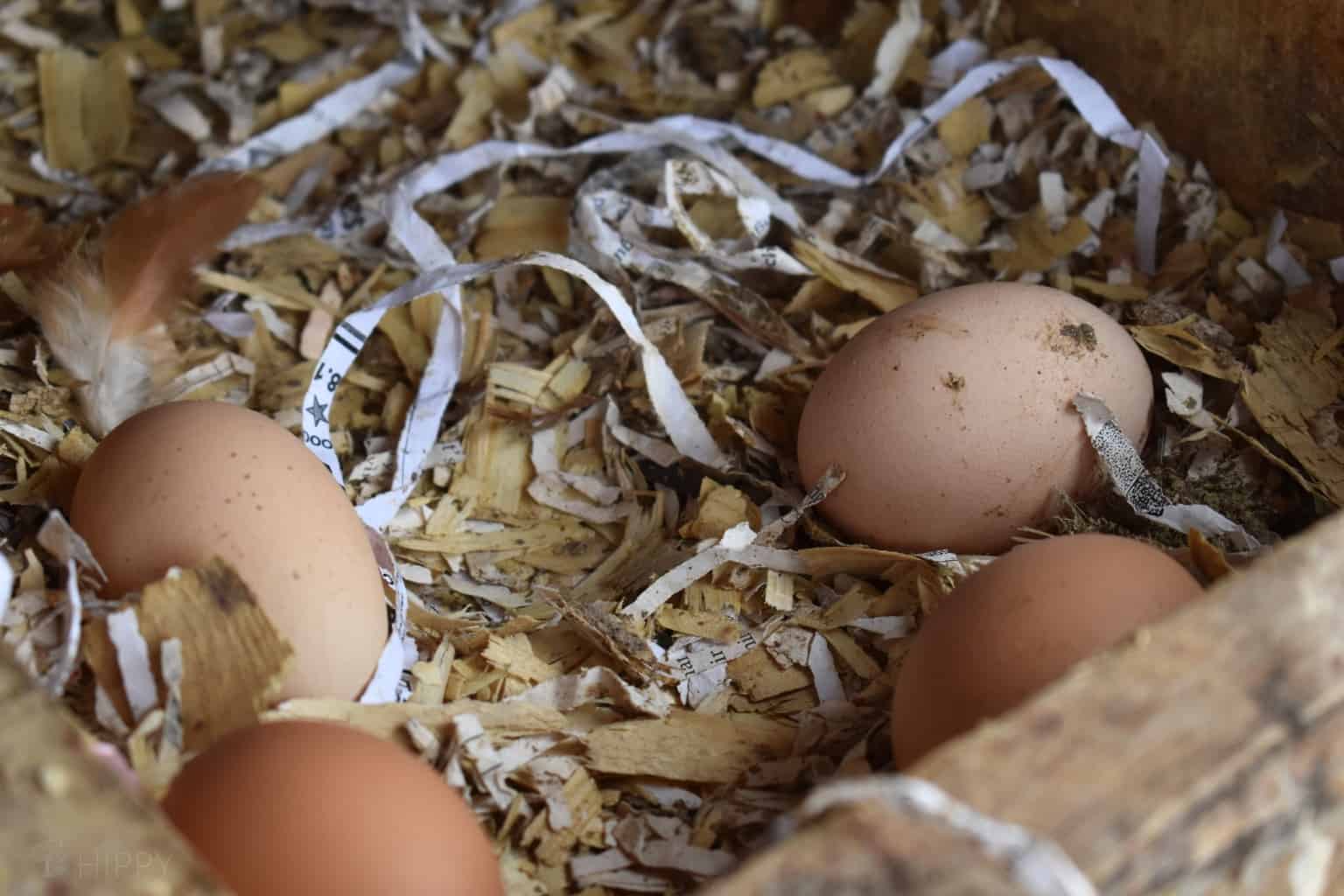 How to Wash Fresh Chicken Eggs (Should You?)