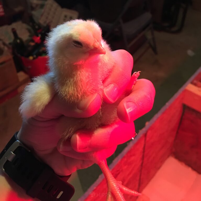 holding a New Hampshire baby chick in hand