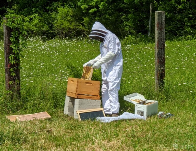 man in protective suit moving new bees into their hive