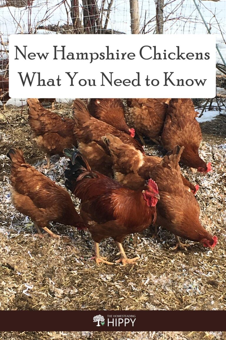 New Hampshire chickens-pin image