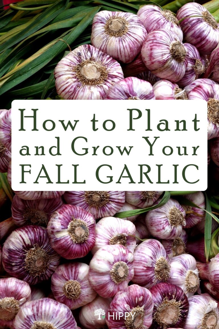 planting fall garlic pin