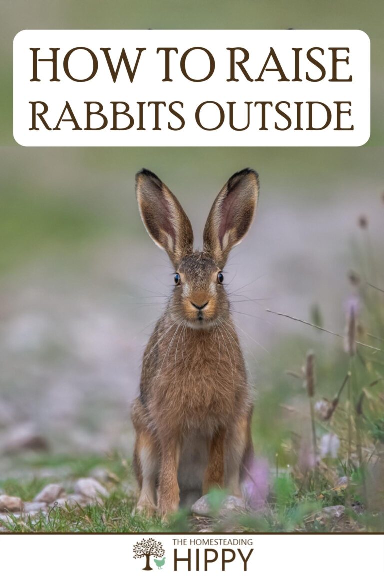 raise rabbits outside pinterest