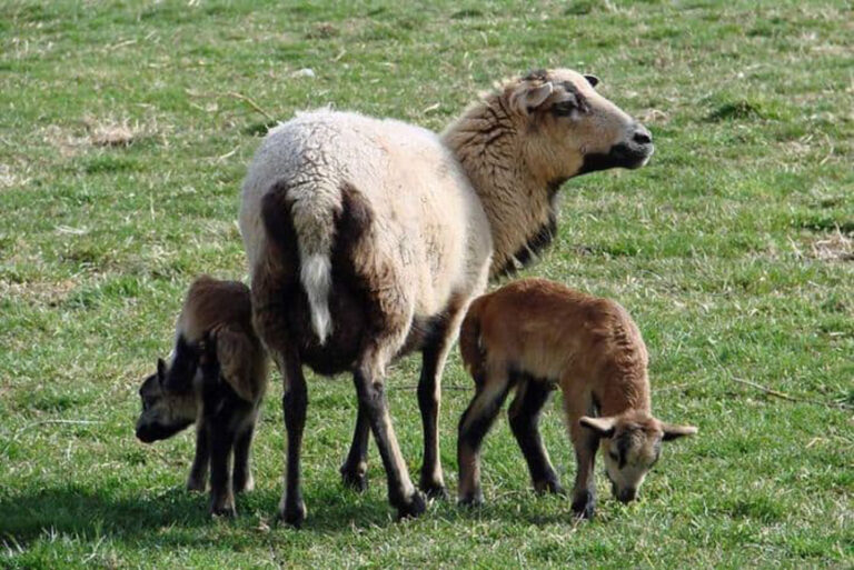 American blackbelly sheep with two lambs