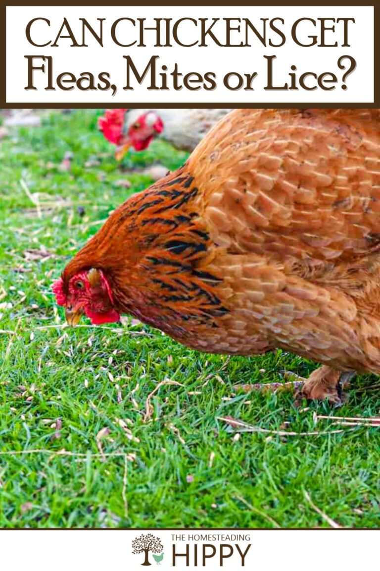 can chickens get fleas mites or lice pinterest