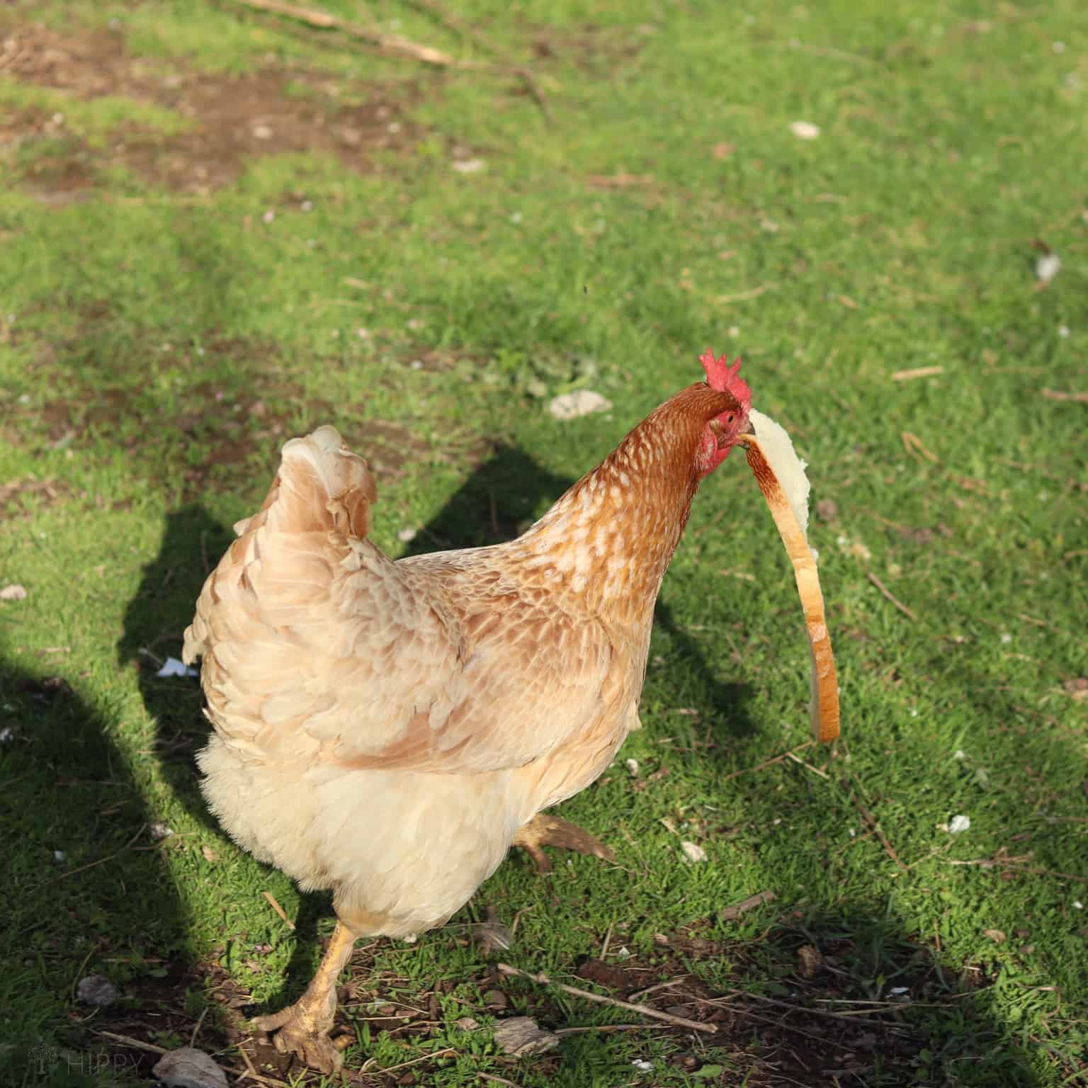 40 Ways To Feed Your Chickens for Free (No More Buying Feed)