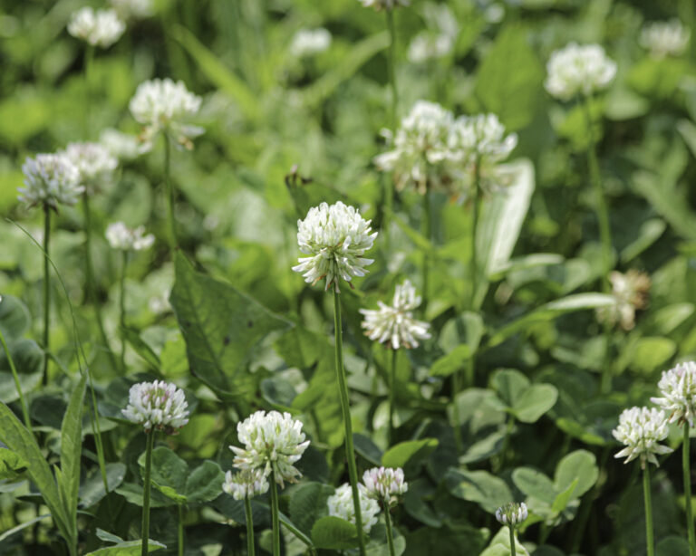 clover blooming